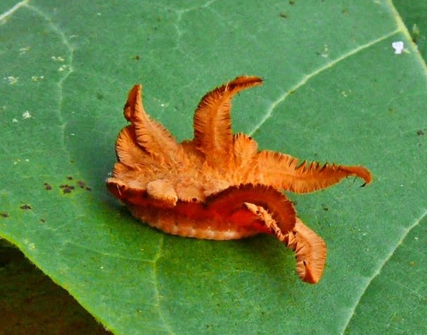 hag moth caterpillar