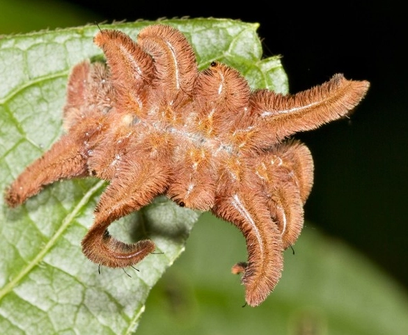 stinging caterpillars