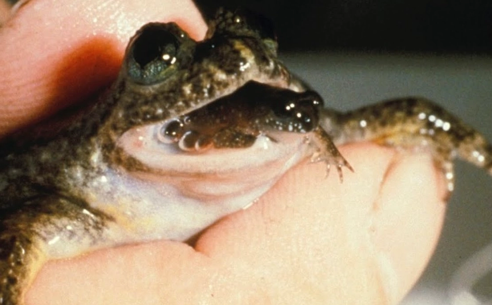 Rhinoderma darwinii reproduction