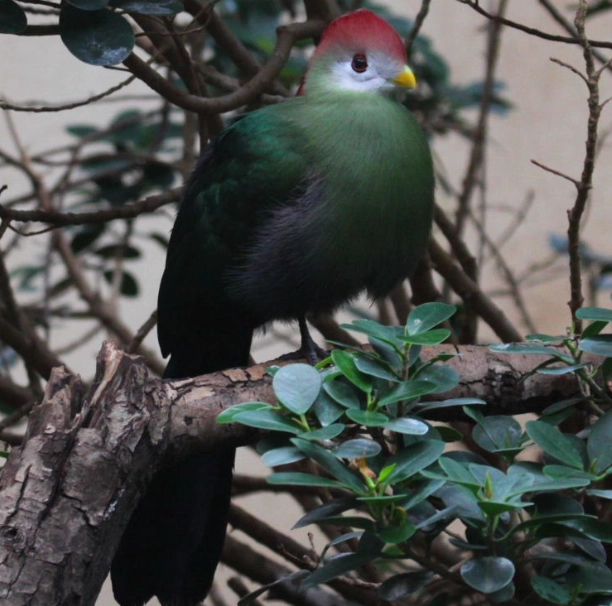turaco bird facts
