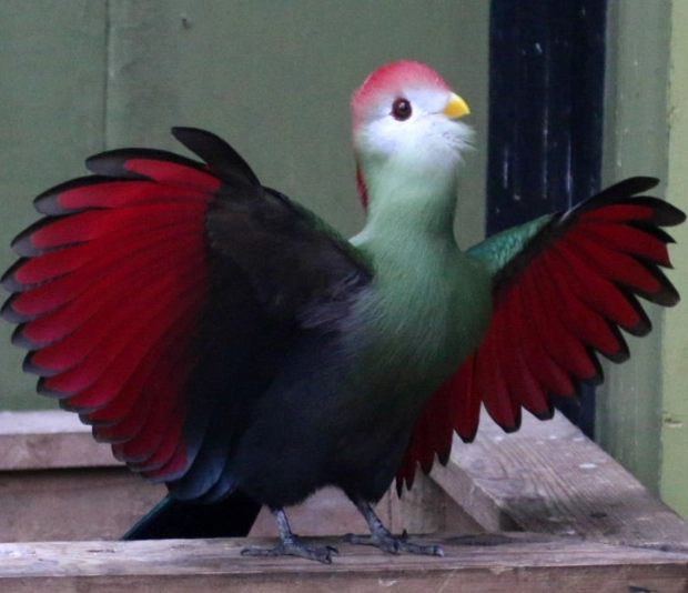 female turaco identification
