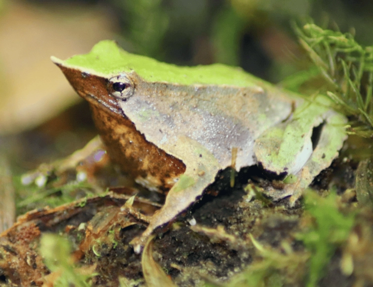 Darwin frog mouth brooding