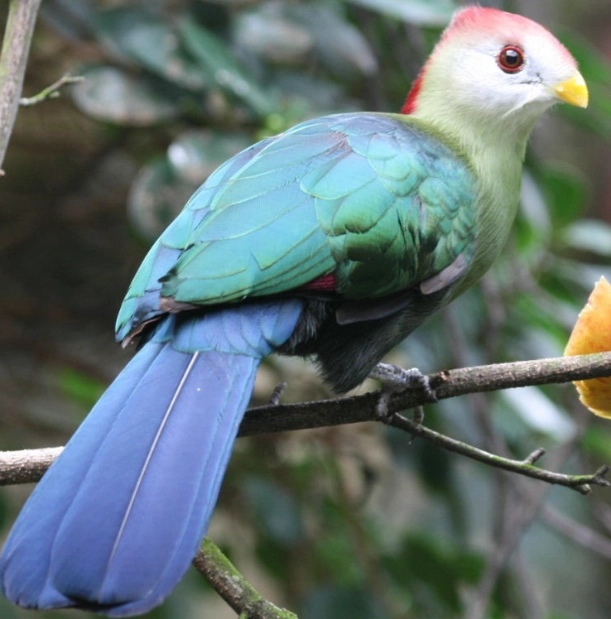 turaco bird facts