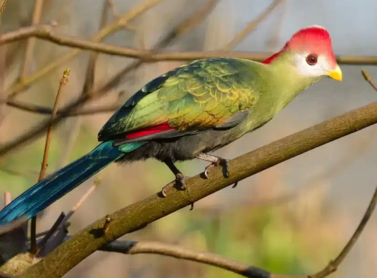 red-crested turaco habitat red-crested turaco habitat