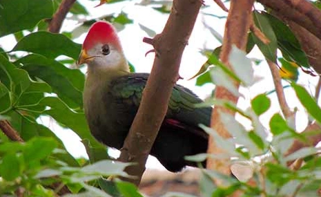 where do turacos live where do turacos live