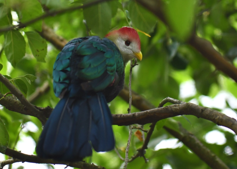where to see red-crested turaco