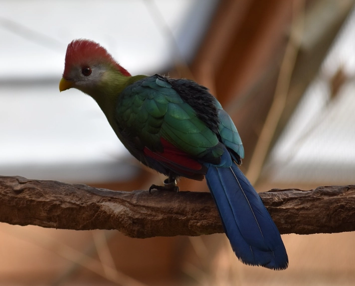 red-crested turaco distribution