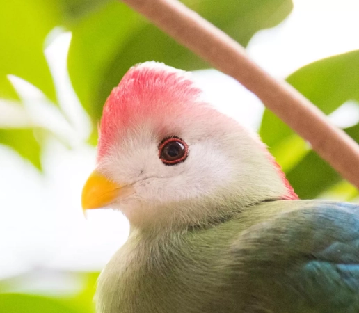 red-crested turaco distribution